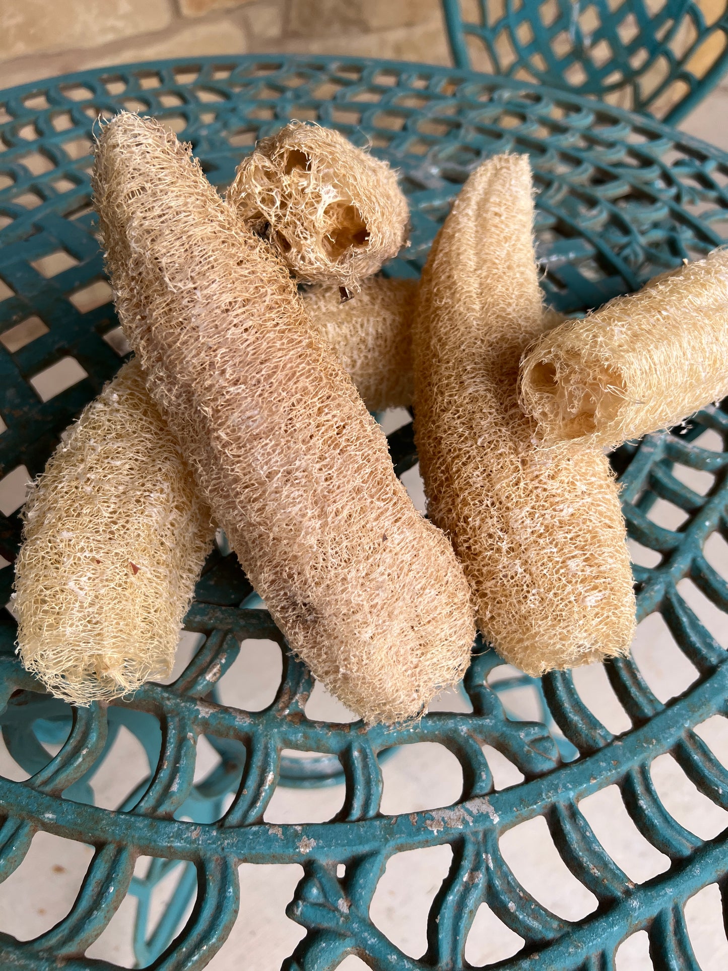 Home Grown Luffa Sponges