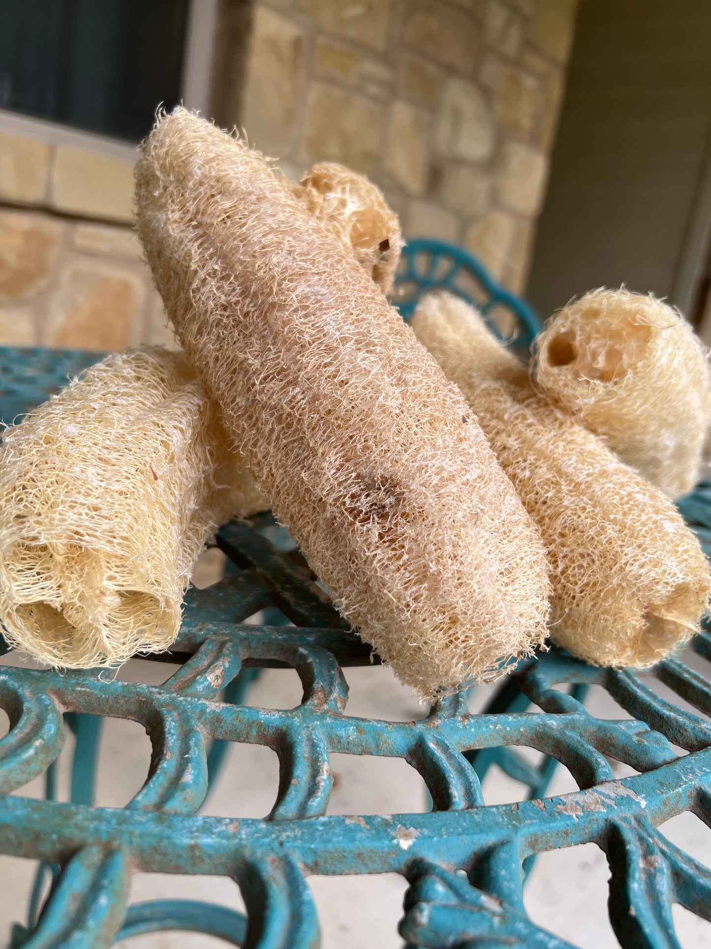 Home Grown Luffa Sponges