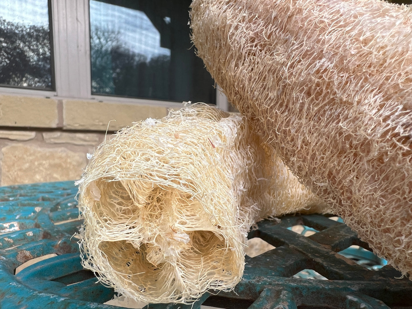 Home Grown Luffa Sponges