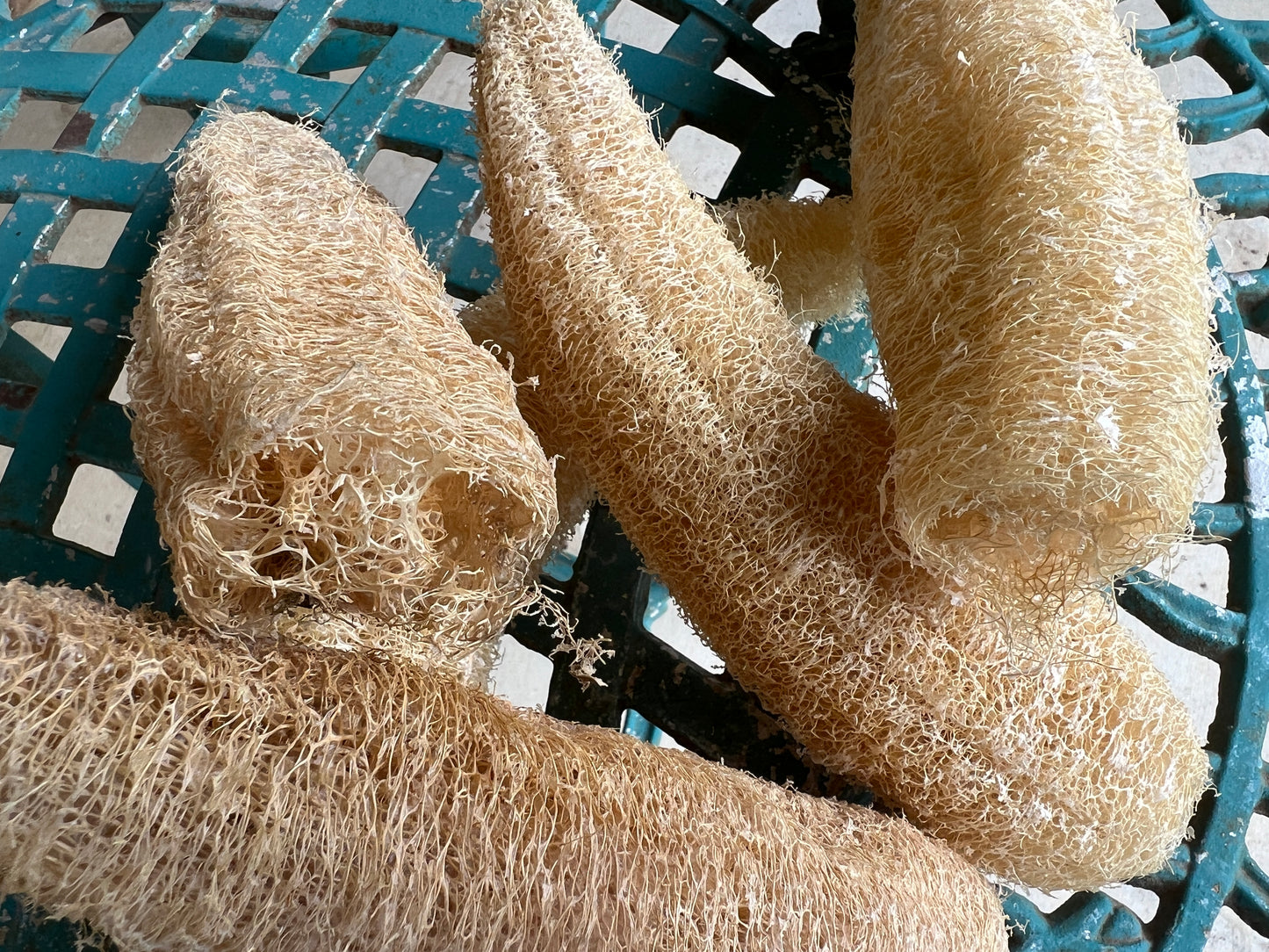 Home Grown Luffa Sponges