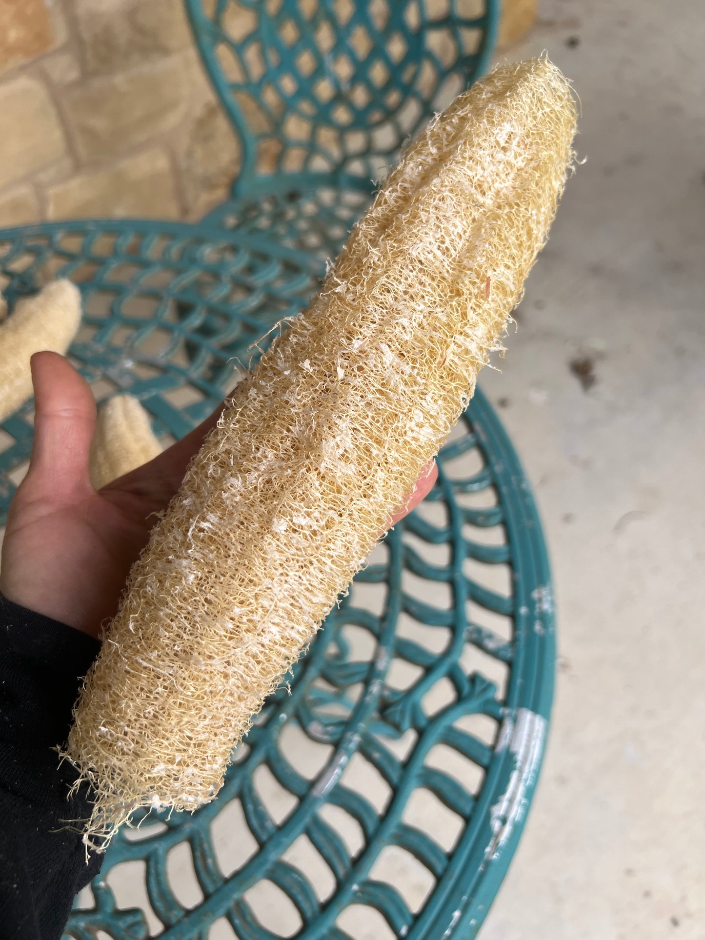 Home Grown Luffa Sponges